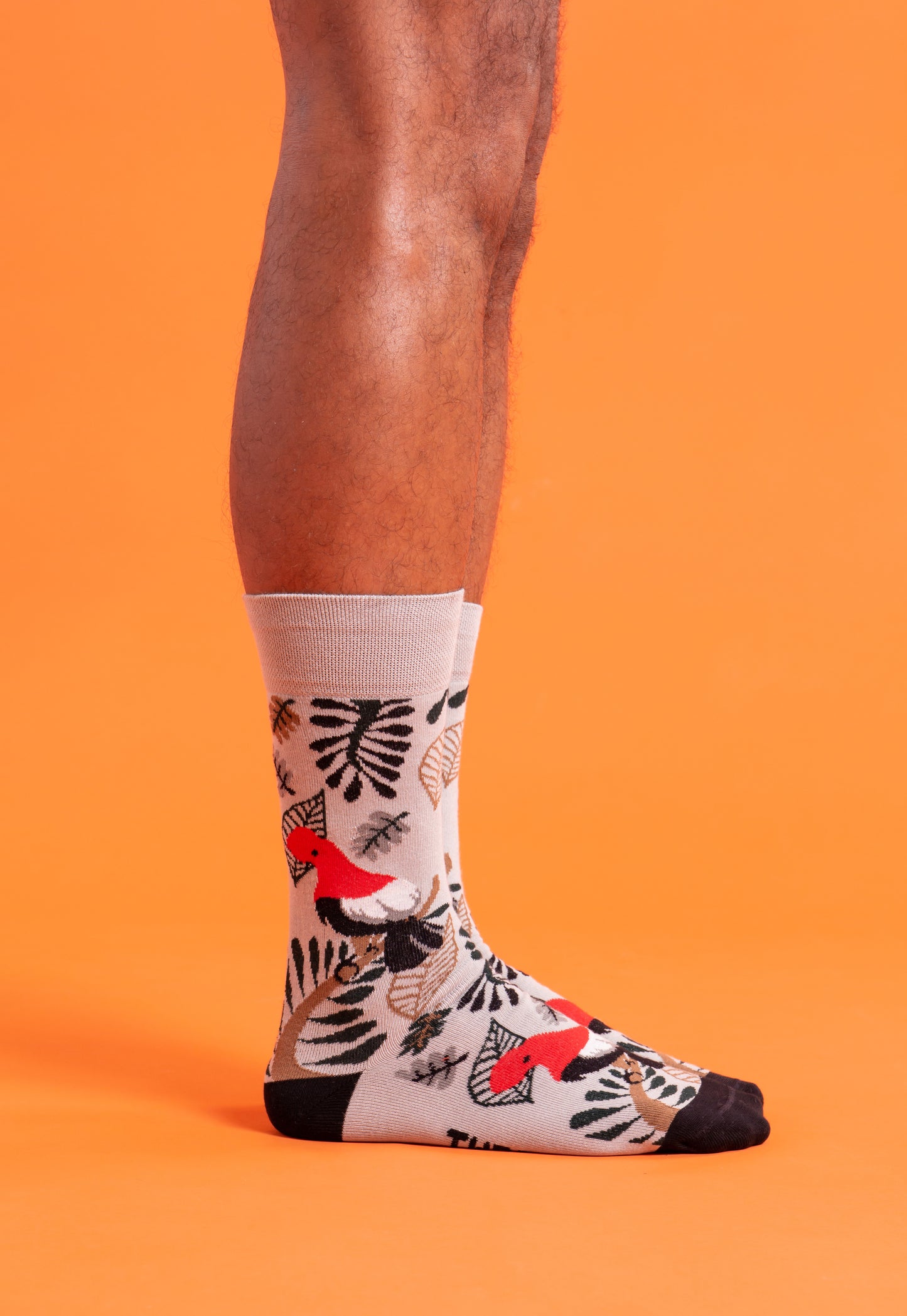 CALCETINES CASUALES GALLITO DE LAS ROCAS